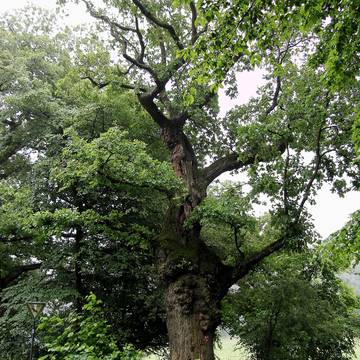 Bornes de la forêt de Mirebeau-sur-Bèze